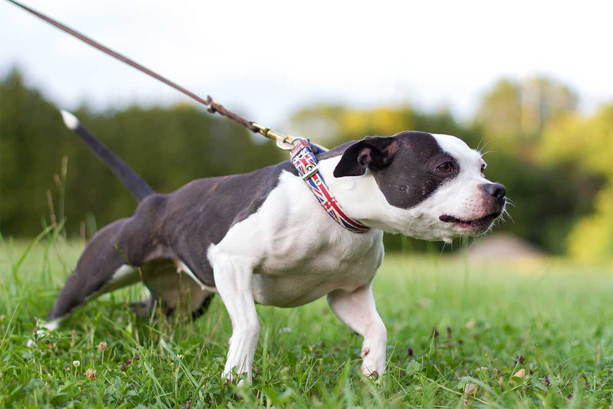 The Best Leash For A Dog That Pulls