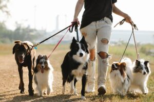 Leash Training 101: A Guide to Dog Leash Training – Puppy Leash Training Tips
