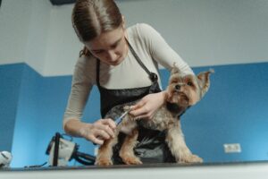 How To Properly Trim Dog Nails: A Complete Guide