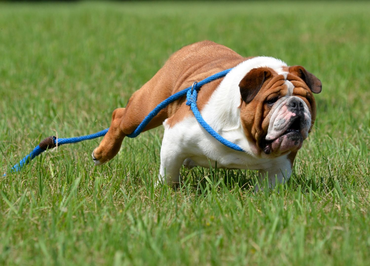 How to Choose the Right Kind of Dog Leash?