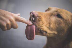 Why Does My Dog Lick So Much?